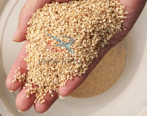 芝麻除杂旋振筛筛分后